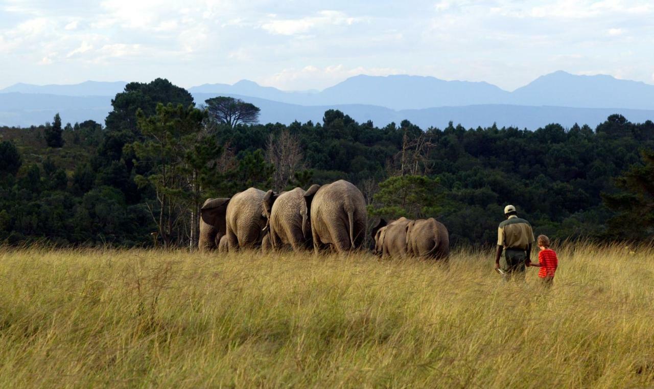 Knysna Elephant Park Lodge 플레튼버그 베이 외부 사진